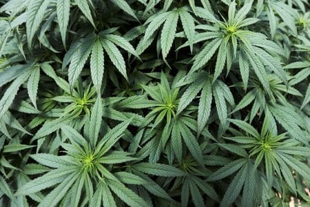 Patients With Breast Cancer Uncomfortable Discussing Cannabis Use