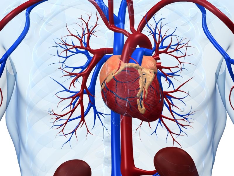 Noninvasive Technique Gives New Insight into Different Forms of Heart Failure