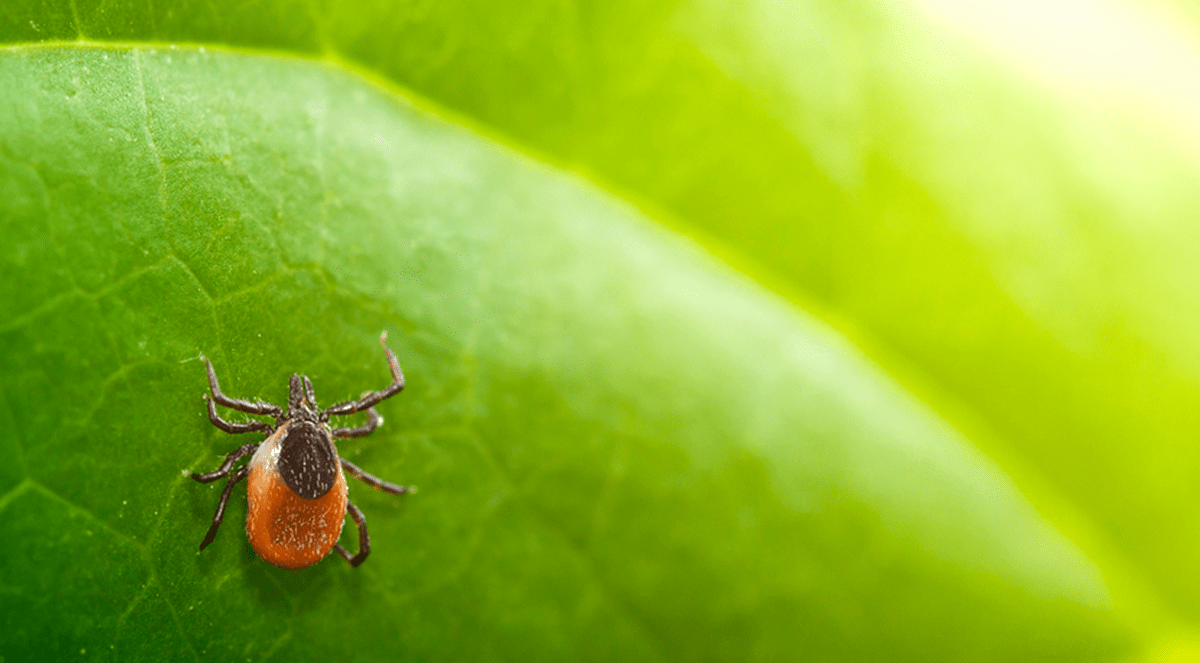 Antibiotic Gel Prevents Borreliosis Resulting from Tick Bites