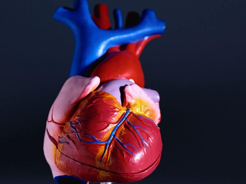 Meta-Analysis Links Shift Work to Risk for Ischemic Heart Disease