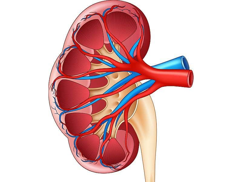 Acute Kidney Injury Among Patients With HIV