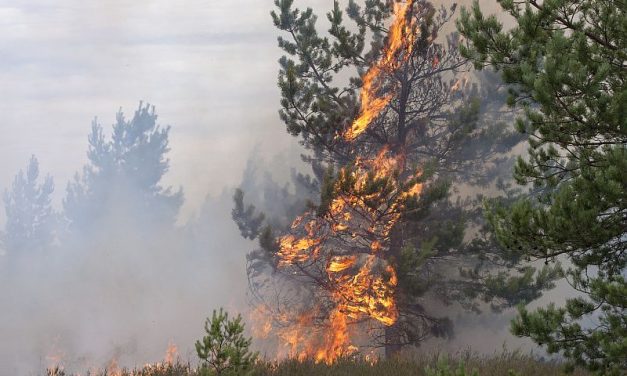 COVID Plans Put to Test as Firefighters Crowd Camps for Peak Wildfire Season