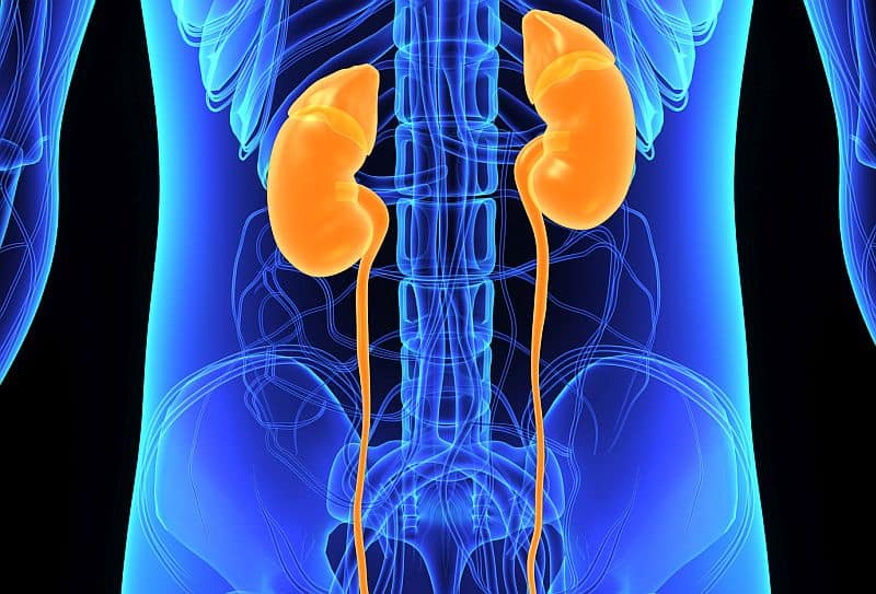 Glecaprevir and Pibrentasvir Aid HCV D&#43/R− Kidney Transplants