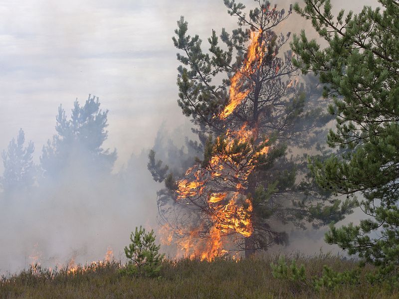 Fine Particles From Wildfire Smoke Impact Children’s Respiratory Health