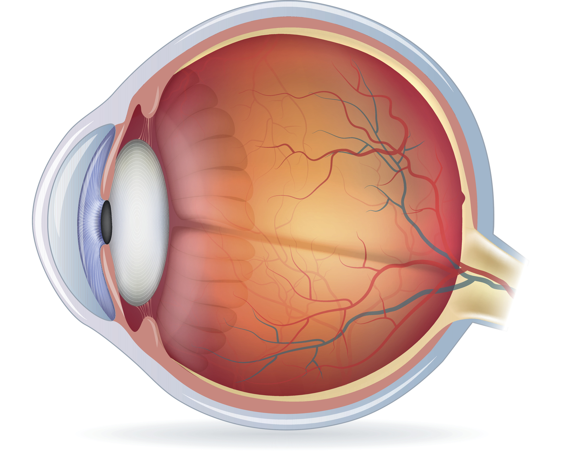 The impact of hemodialysis on retinal and choroidal thickness in patients with chronic renal failure.