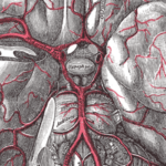 Canadian Syncope Risk Score demonstrates international external validation