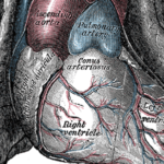 Omecamtiv mecarbil not associated with improved exercise capacity compared with placebo in patients with chronic heart failure with reduced ejection fraction