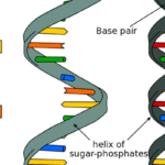 Selpercatinib showed promising clinical activity in tumour-agnostic patients with RET­ fusion-positive cancers other than thyroid and lung cancer