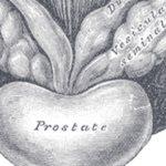 Continued enzalutamide after progression of metastatic prostate cancer improves progression-free survival