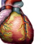 Optimal implementation of sodium-glucose cotransporter-2 inhibitors in US patients with heart failure estimated to cause a significant reduction in worsening heart failure events over 3 years