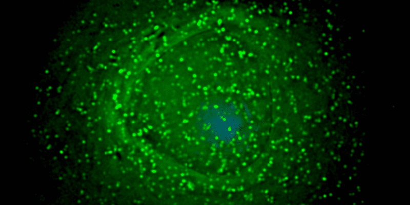 HIV status does not impact mpox treatment with tecovirimat